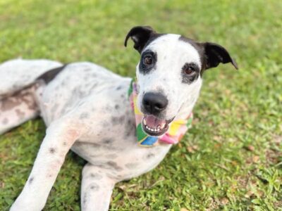 Pet of the Week